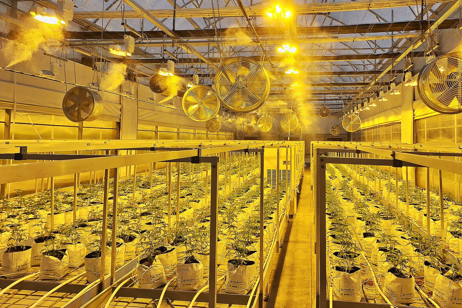 Υδρονέφωση Θερμοκήπιο: Ολοκλήρωση εγκατάστασης σε θερμοκήπιο φαρμακευτικής κάνναβης