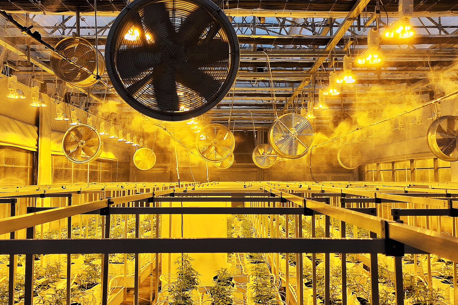 Υδρονέφωση Θερμοκήπιο: Το βιομηχανικό σύστημα υδρονέρφωσης σε πλήρη λειτουργία stretch test