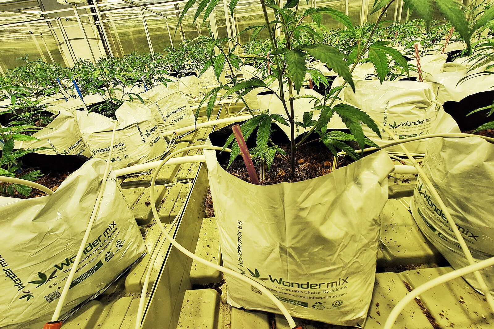 Υδρονέφωση σε Θερμοκήπιο φαρμακευτικής κάνναβης της φαρμακευτικής εταιρείας Anthera