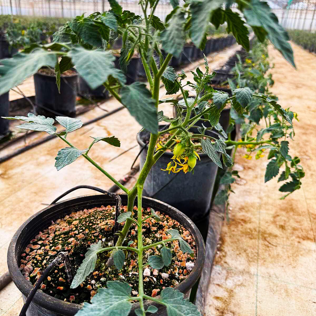 10 ημέρες από την εγκατάσταση της υδρονέφωσης στο θερμοκήπιο