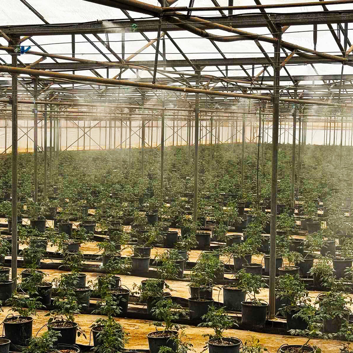 10 ημέρες μετά από την εγκατάσταση της υδρονέφωσης στο θερμοκήπιο